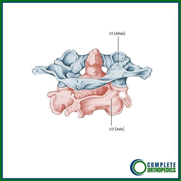 Articulación facetaria C1-C2 ilustrada